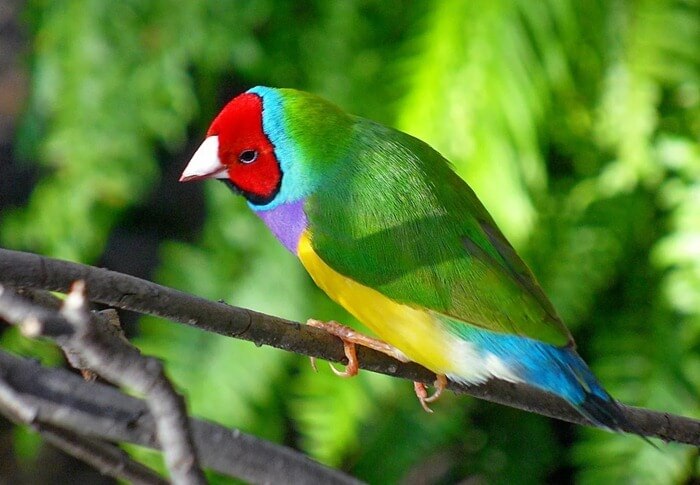 Gould's finch