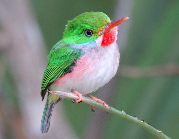 Cuban todi