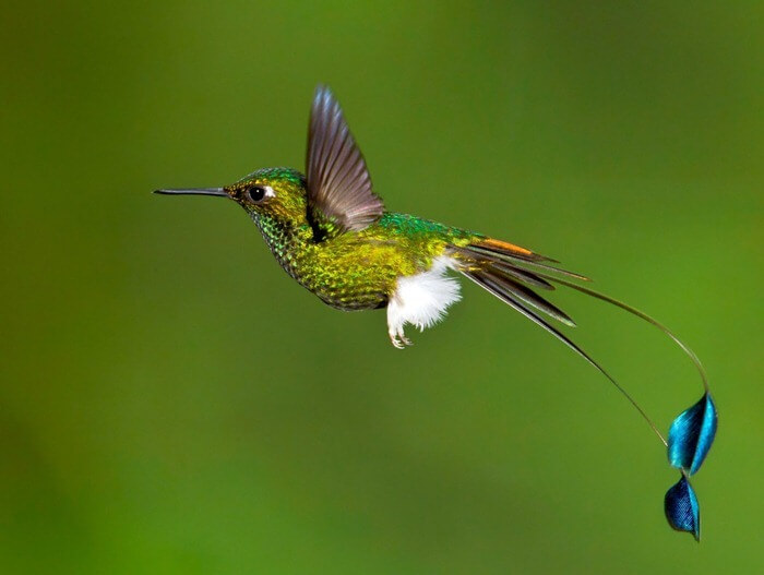 Racket-tailed hummingbird