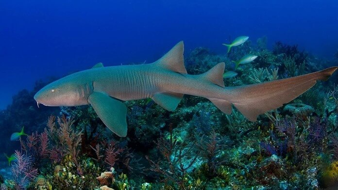 Nurse shark