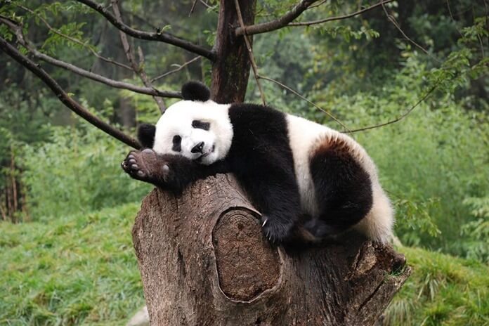 The giant panda is lazy