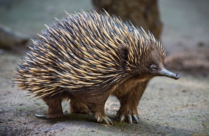 Echidna