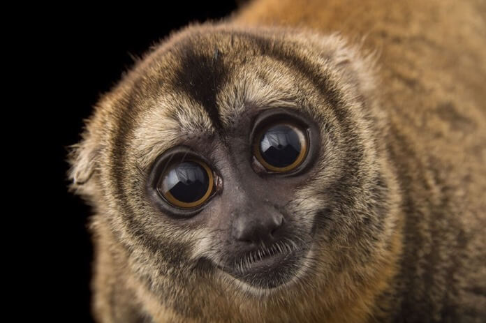 Night monkey (Myrikina)