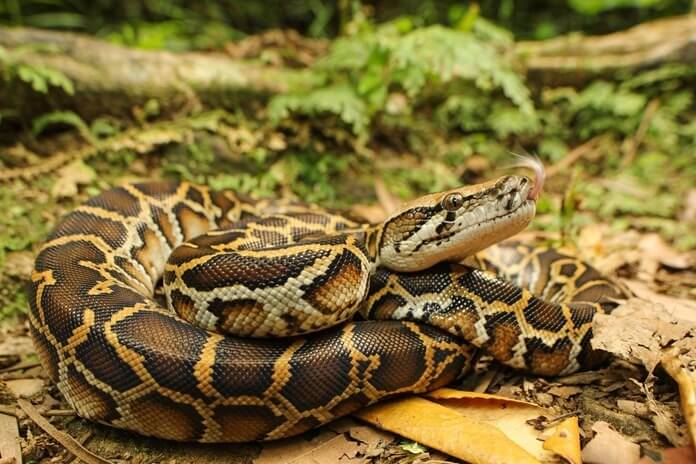 Python