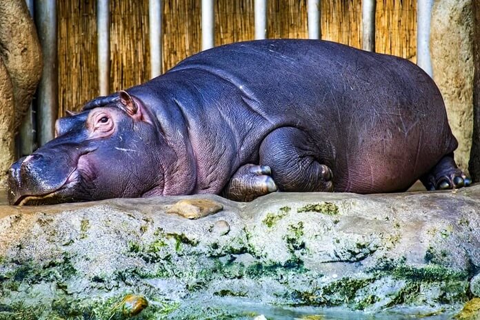 The hippopotamus is sleeping