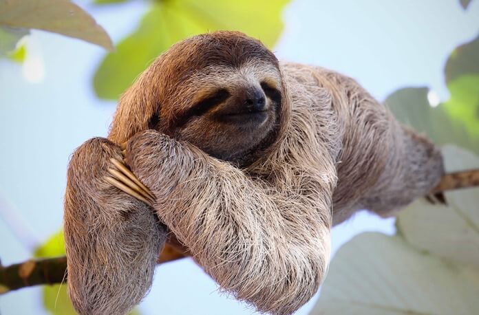 Sloth