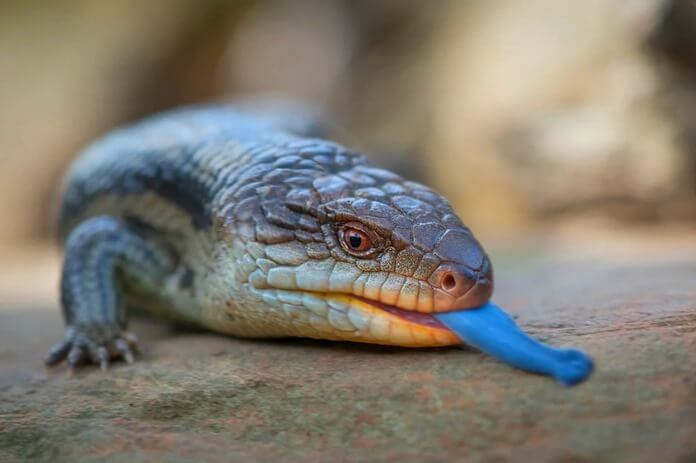 The Adelaide pygmy blue-tongued skink is the laziest animal on Earth.