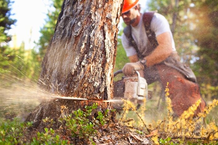 Lumberjacks