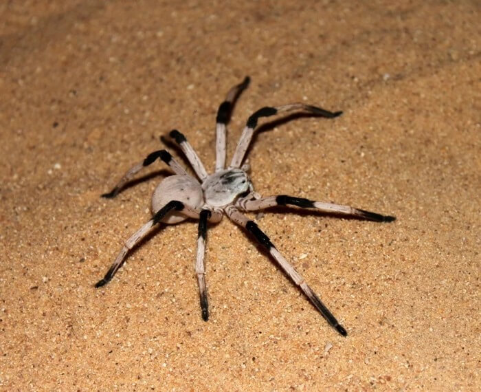 Wall Tegenaria (Cerbalus Aravaensis)
