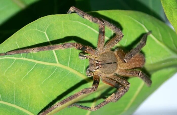 Brazilian wandering spider (Phoneutria fera)