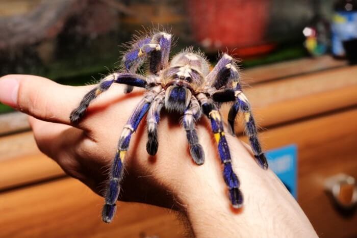 Ornamental rajaei tarantula (Poecilotheria rajaei)
