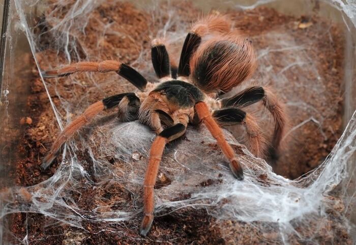 Colombian giant tarantula (Megaphobema robustum)