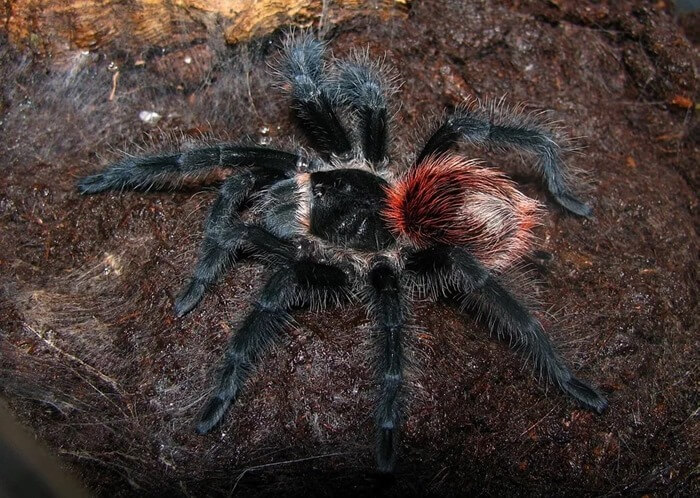 Brazilian black tarantula (Grammostola anthracina)