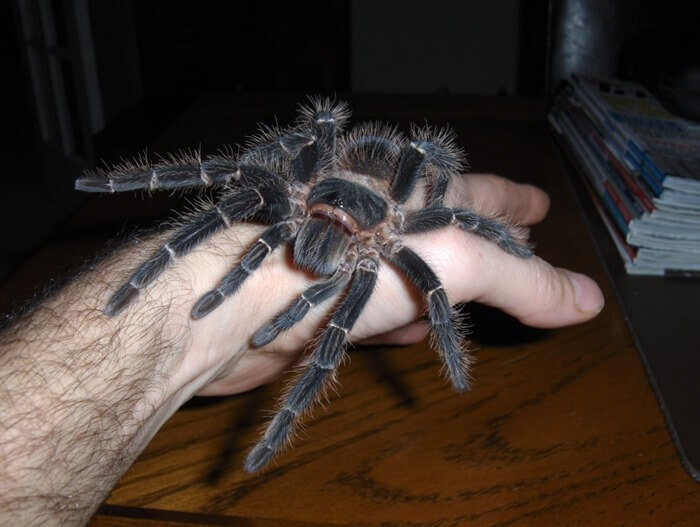 Horse spider (Lasiodora parahybana)