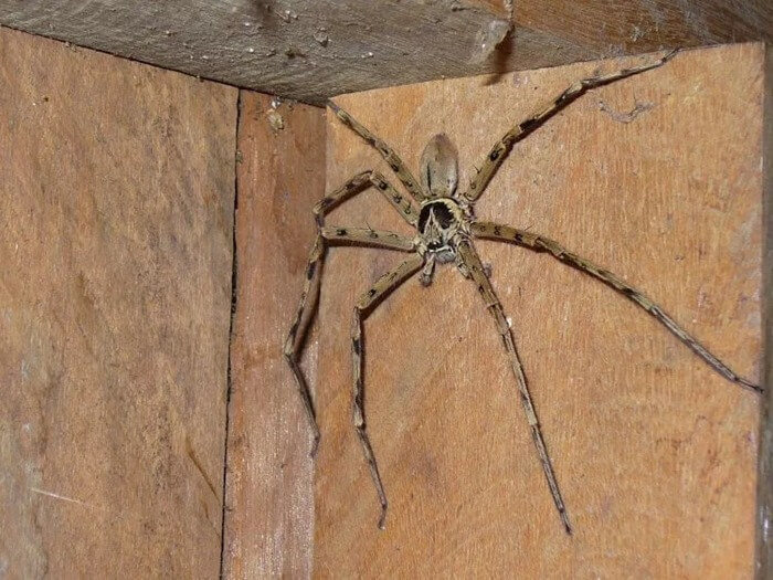 Giant huntsman spider (Heteropoda maxima)