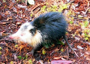 Bizarre Animals That Can Give You Nightmares