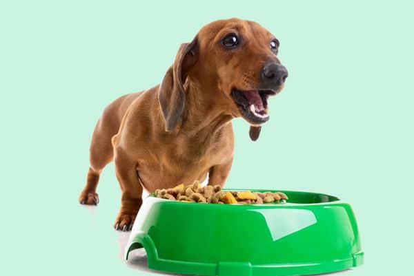 A Ball in a Bowl: Amazing Life Hacks for Every Dog Owner