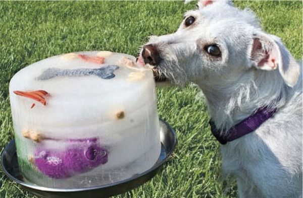 Amazing Life Hacks for Every Dog Owner: Ice Pie