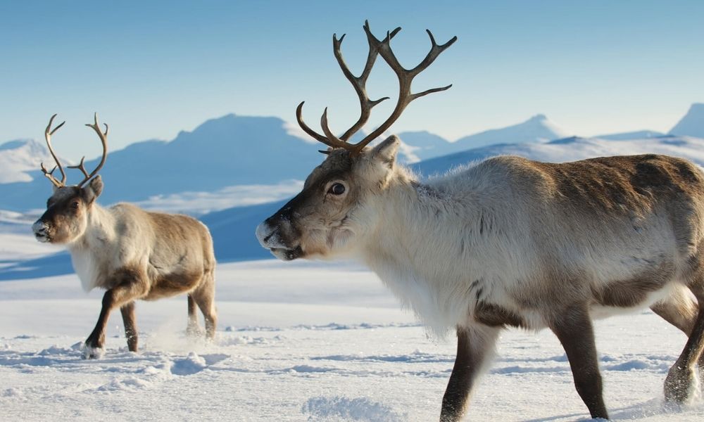 facts about reindeer