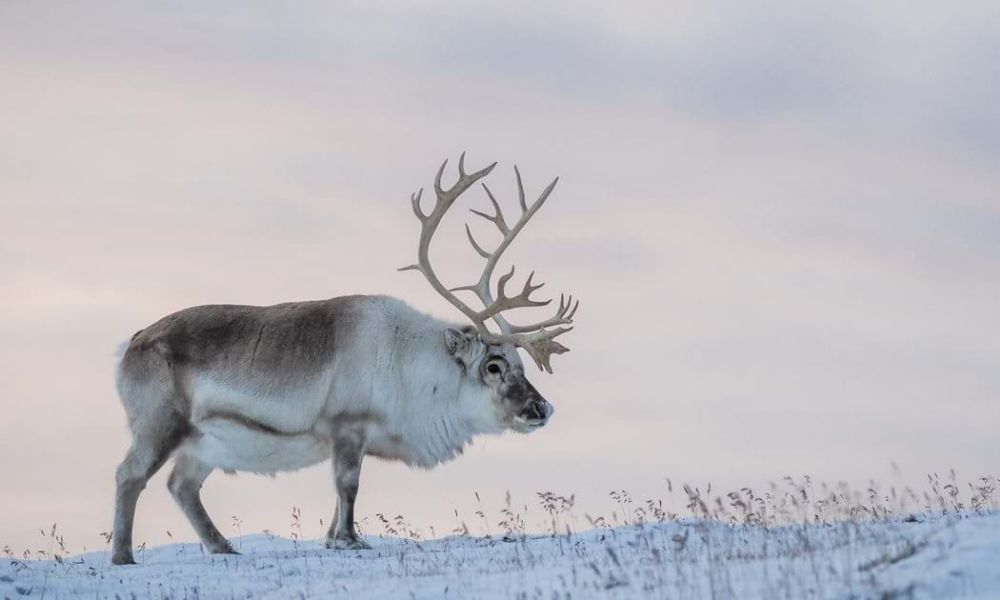 facts about reindeer
