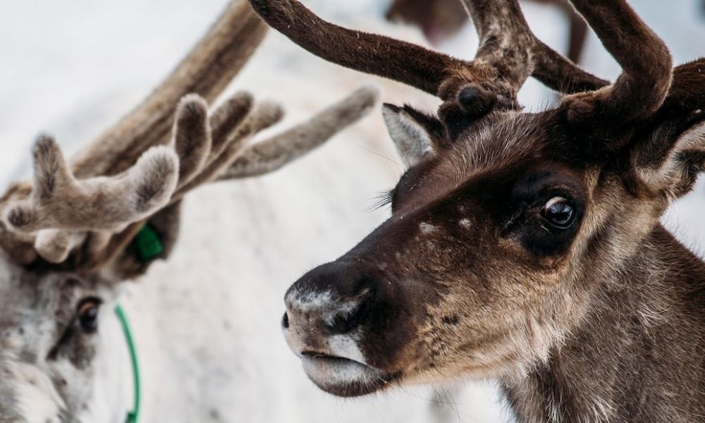 facts about reindeer