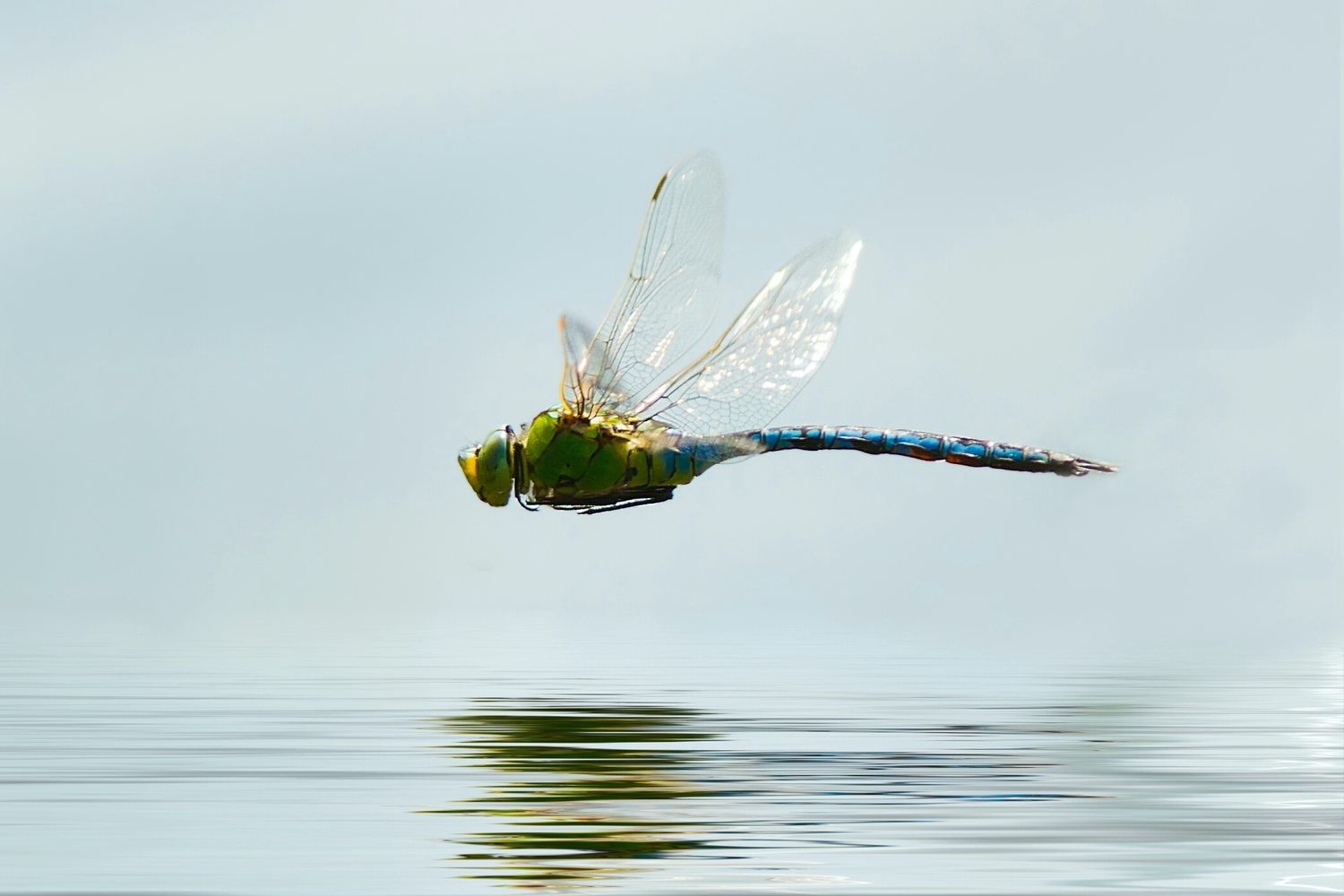 dragonflies