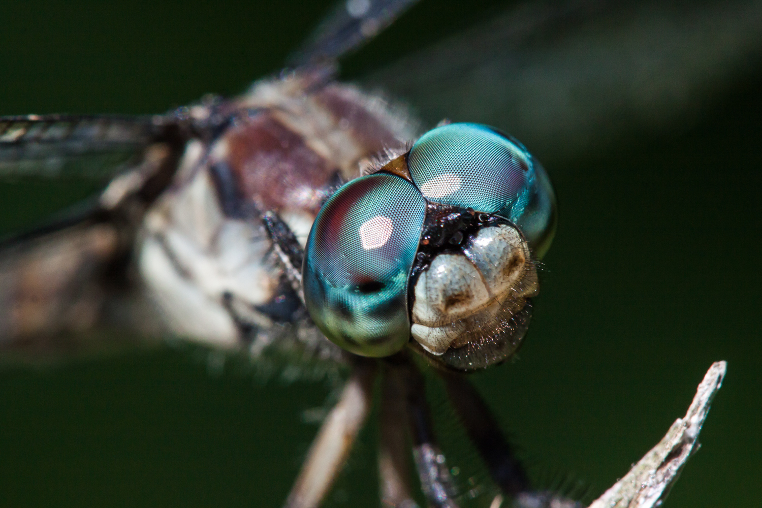 dragonflies