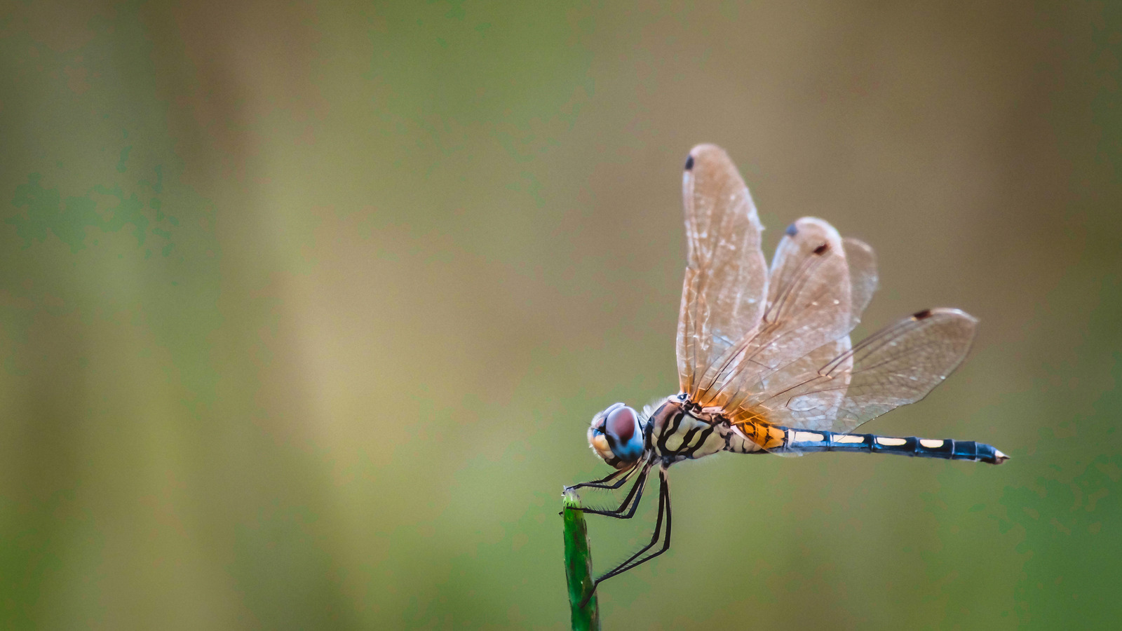 dragonflies