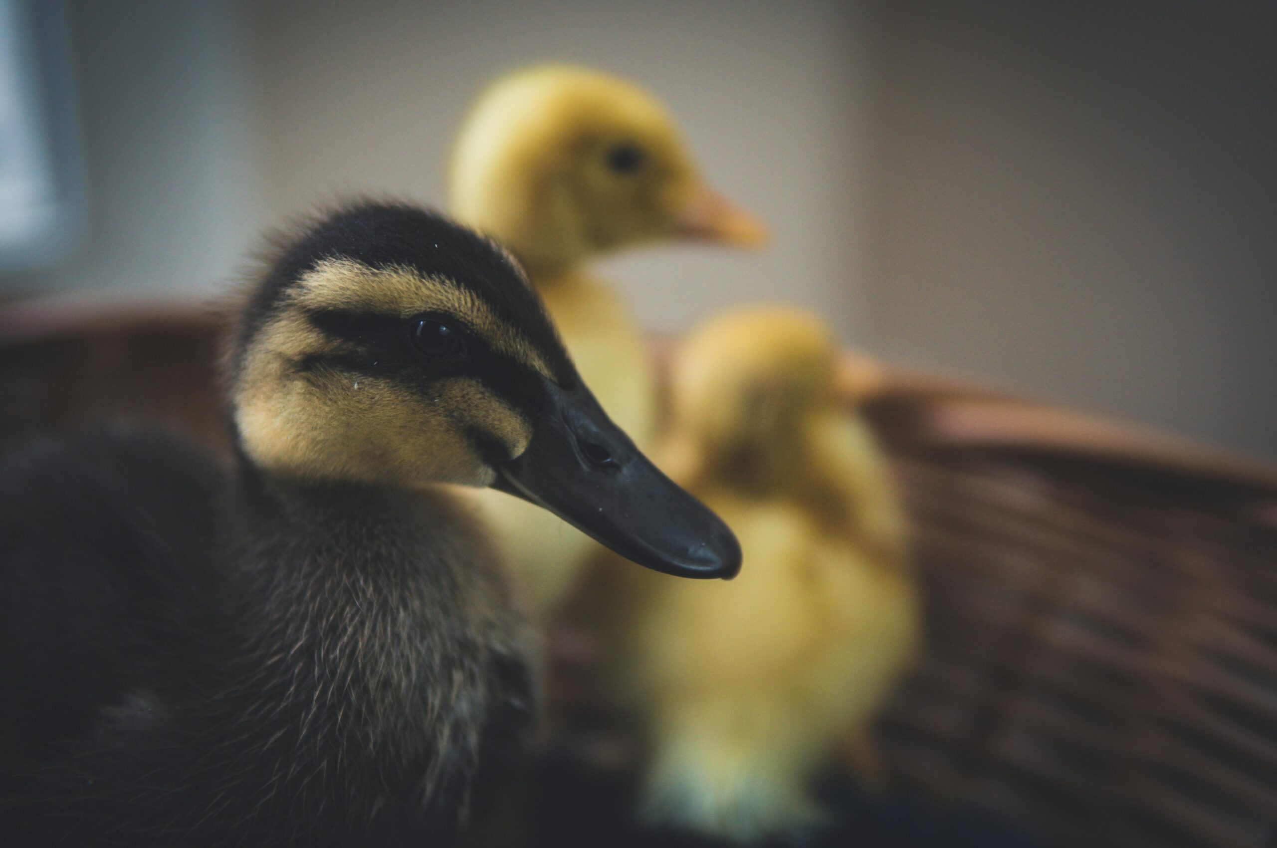 ducks