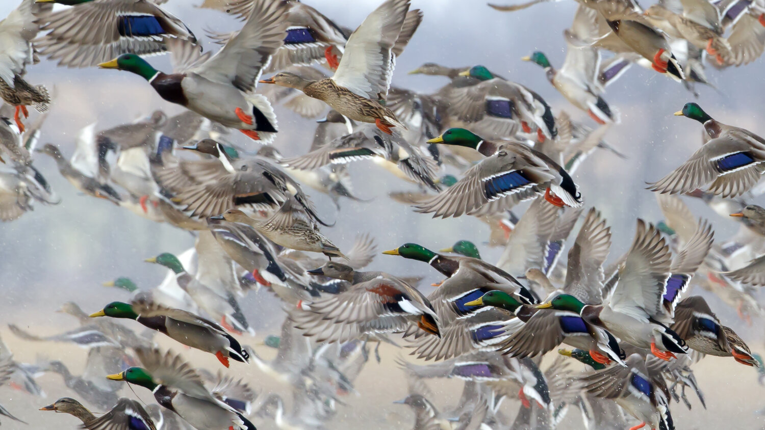 ducks