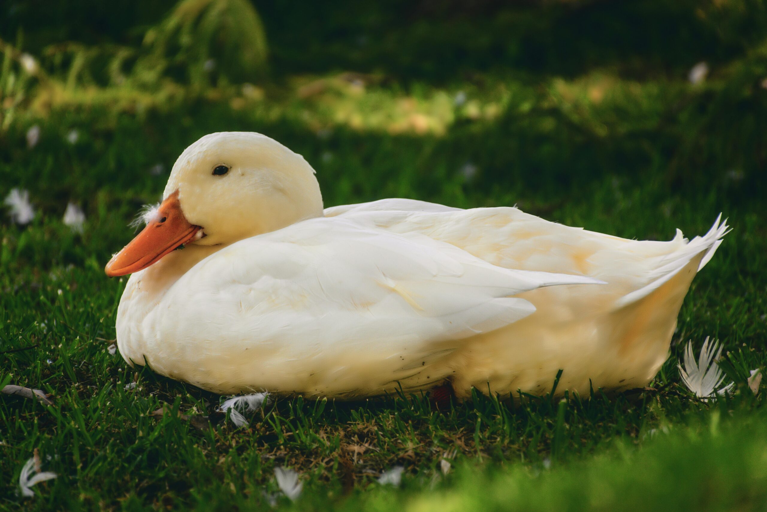 ducks