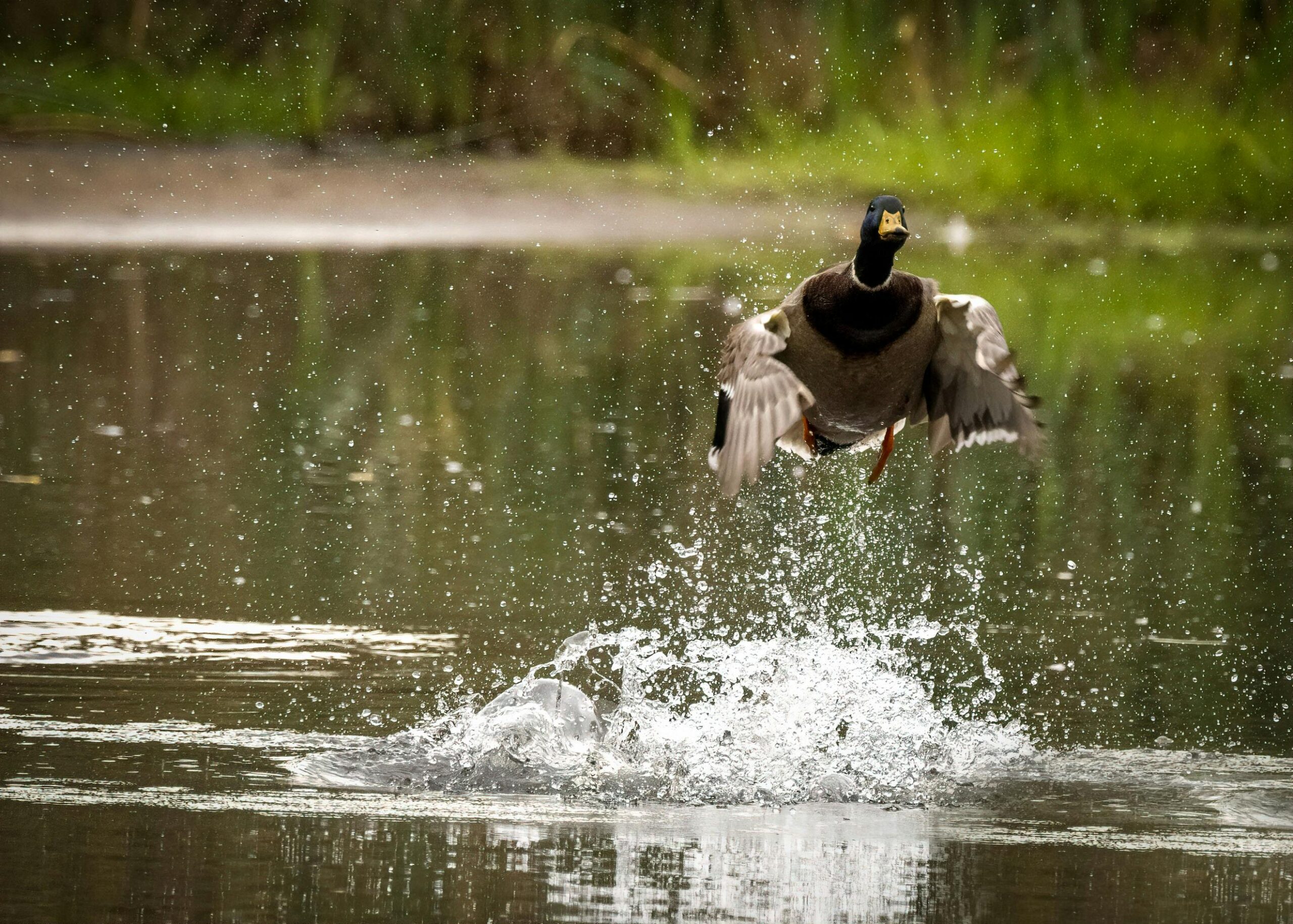 ducks