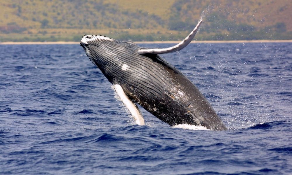 whale watching