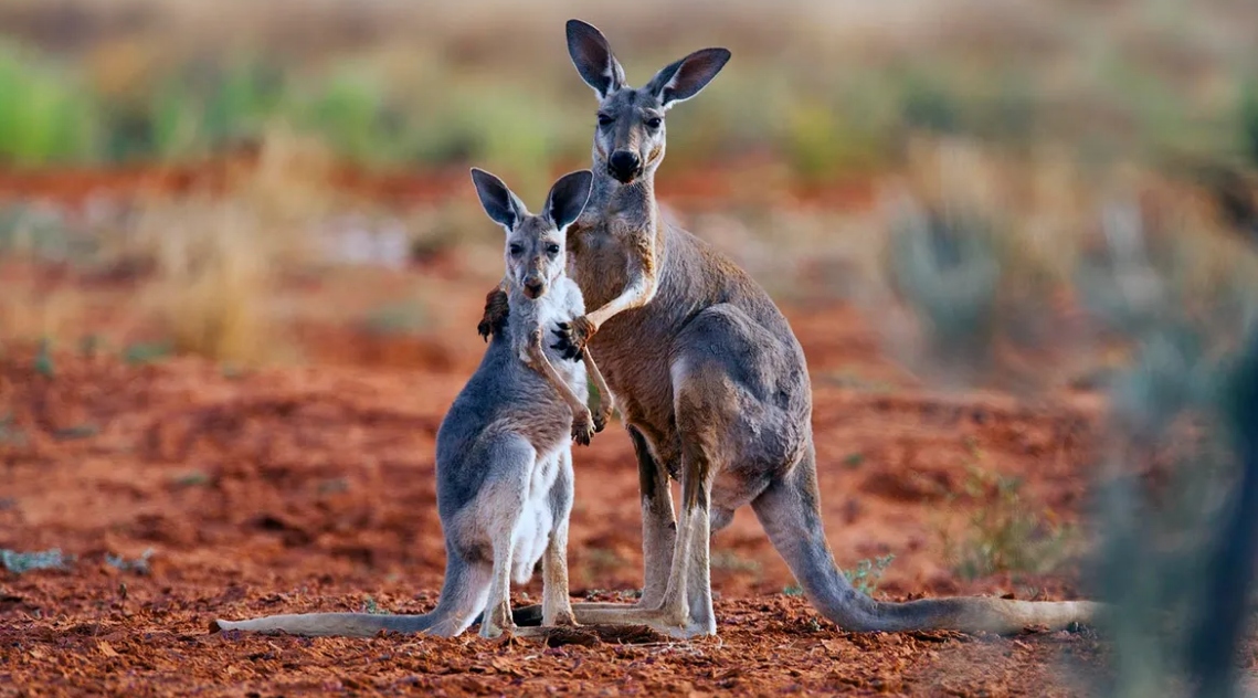 kangaroo