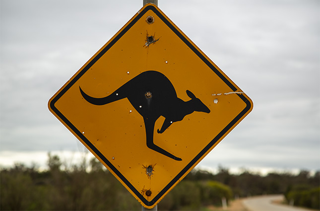 kangaroo