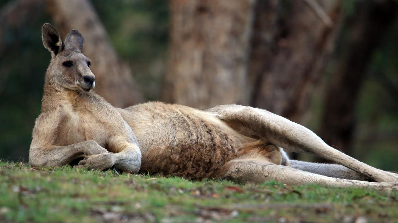kangaroo