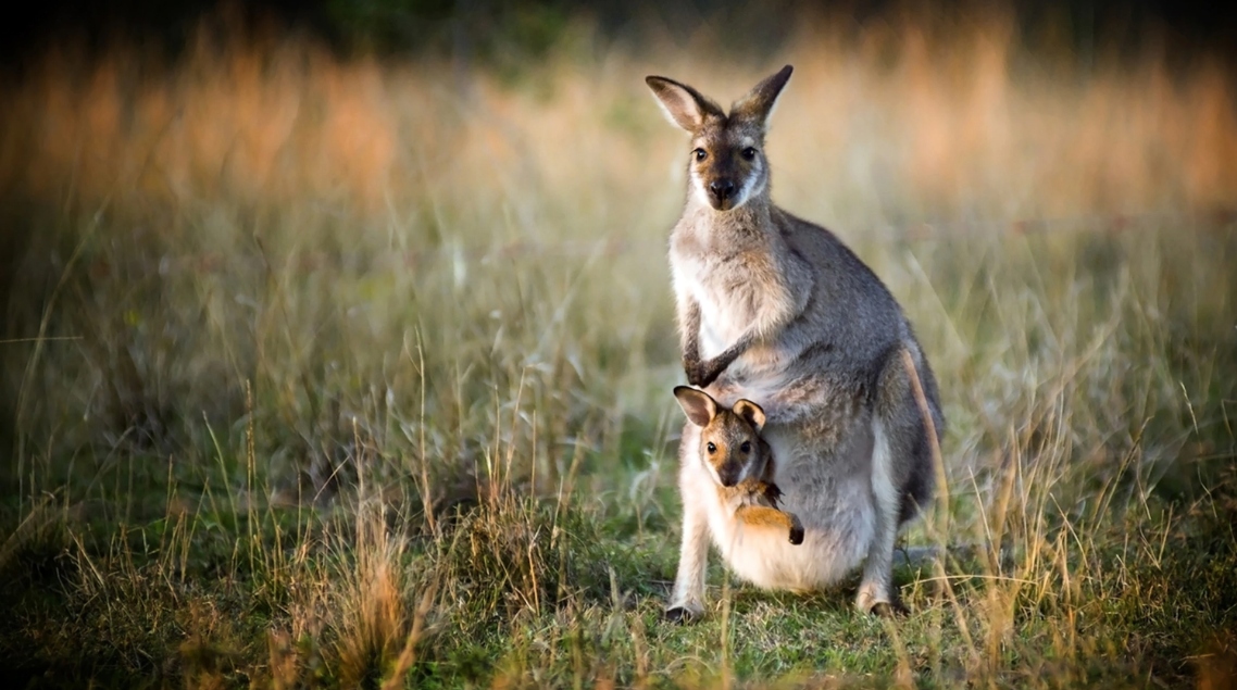 kangaroo