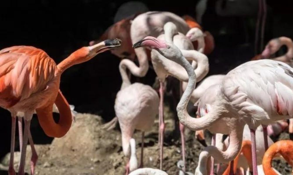 Flamingo