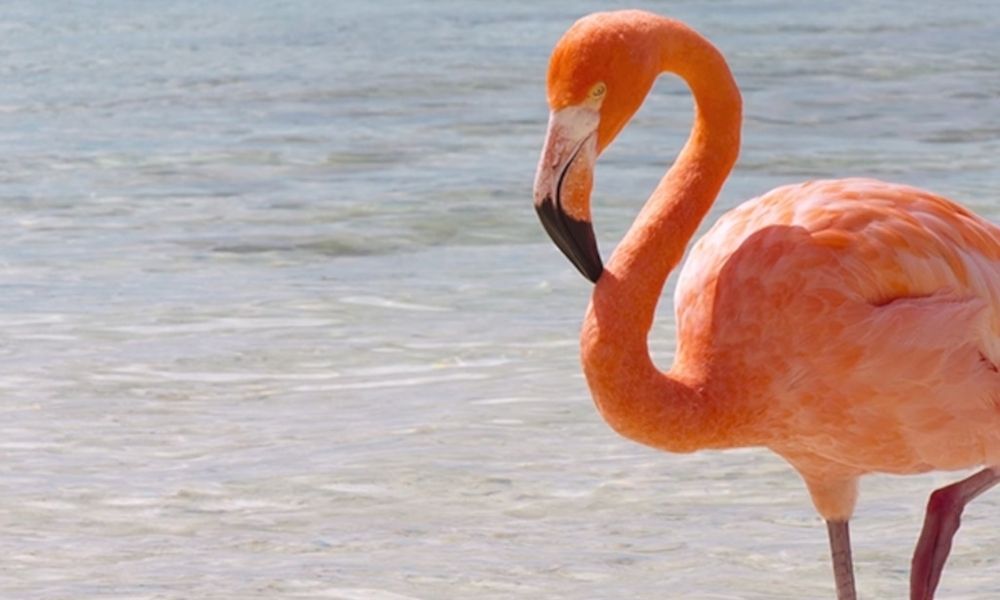 Flamingo