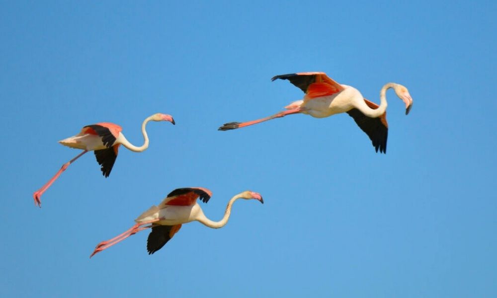 Flamingo