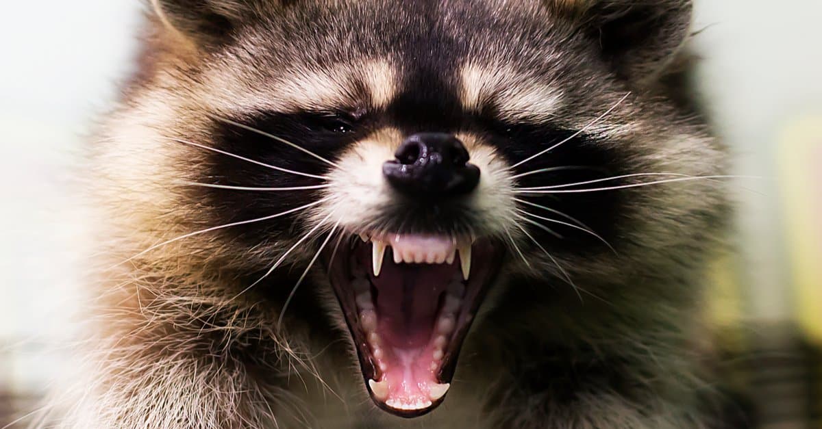 raccoons