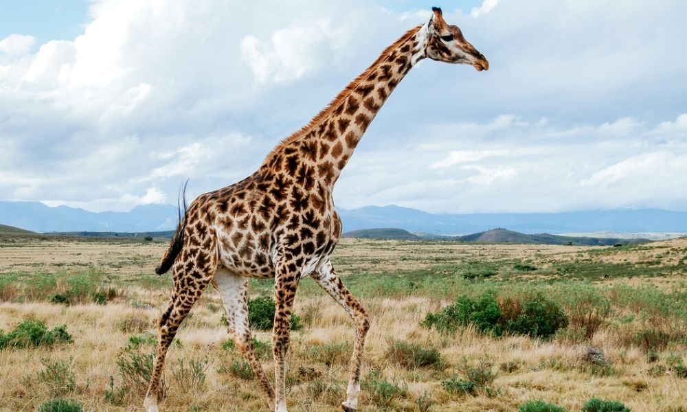 About giraffes