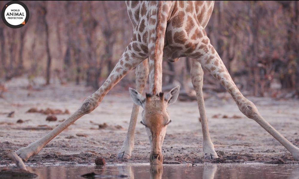 About giraffes