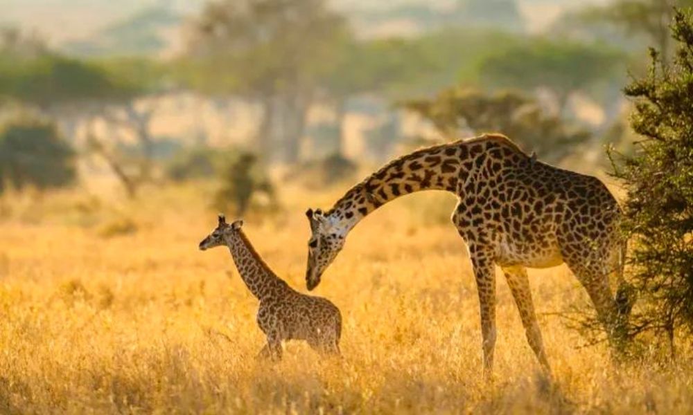 About giraffes