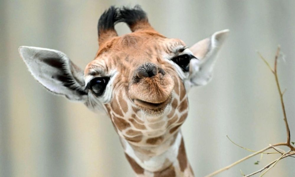 About giraffes