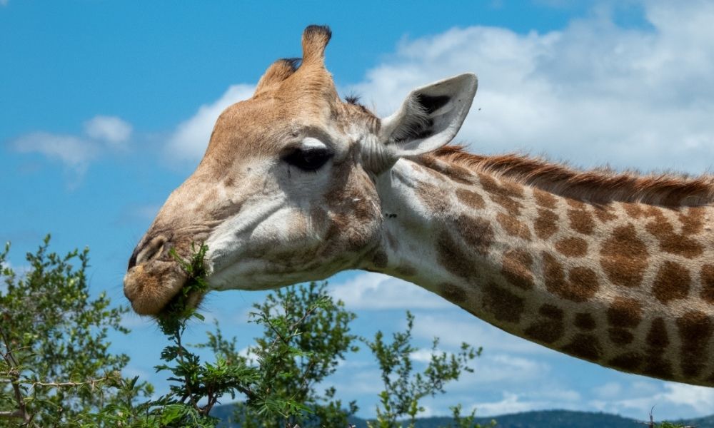 About giraffes