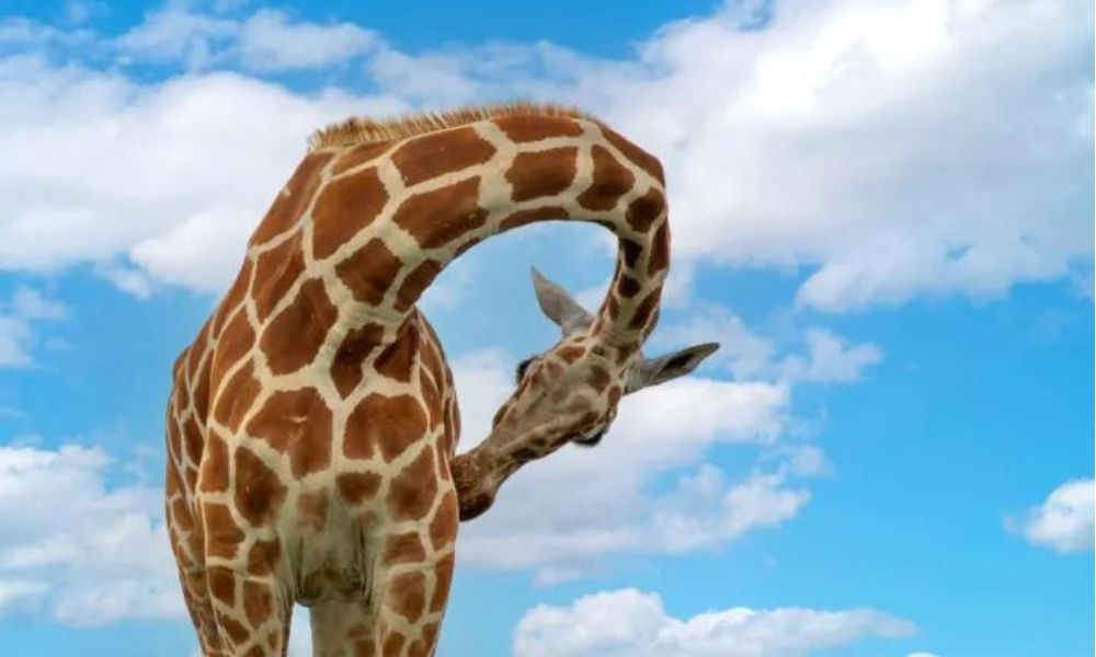 About giraffes