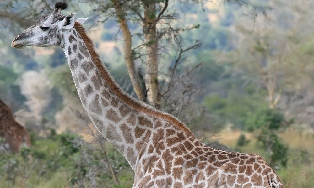 About giraffes