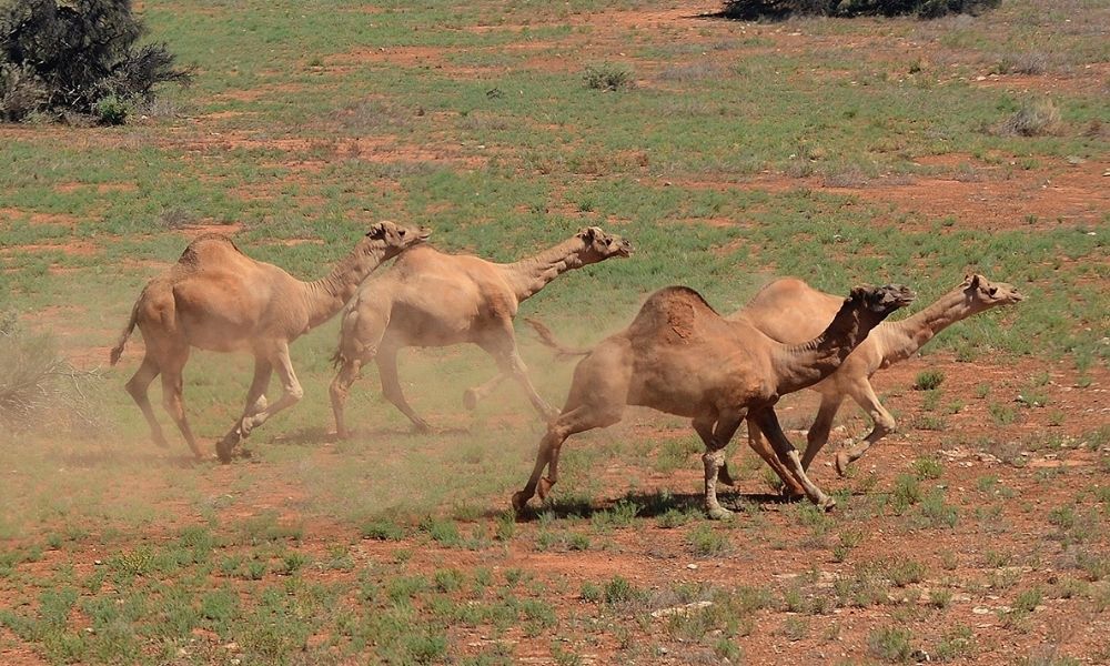 Facts about Australian animals