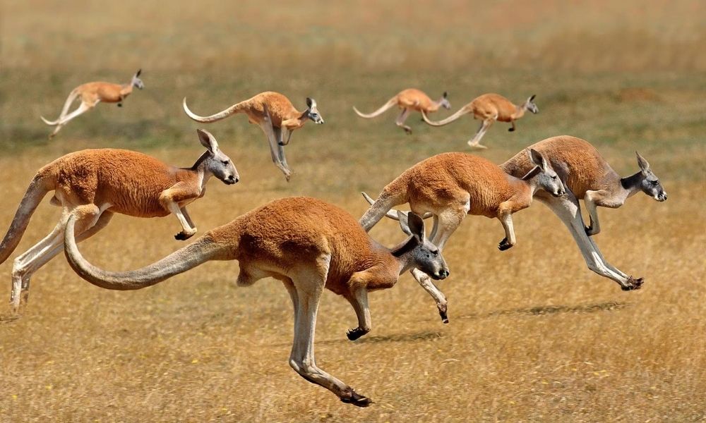 Facts about Australian animals